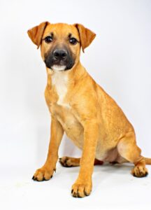 Haley at Wright-Way Rescue