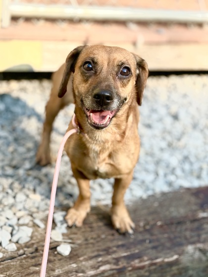Violet at Wright-Way Rescue