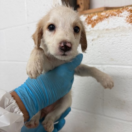 Chicken Strip at Wright-Way Rescue