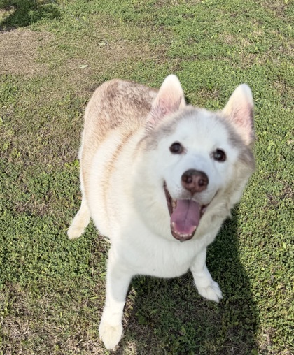 Coco at Wright-Way Rescue