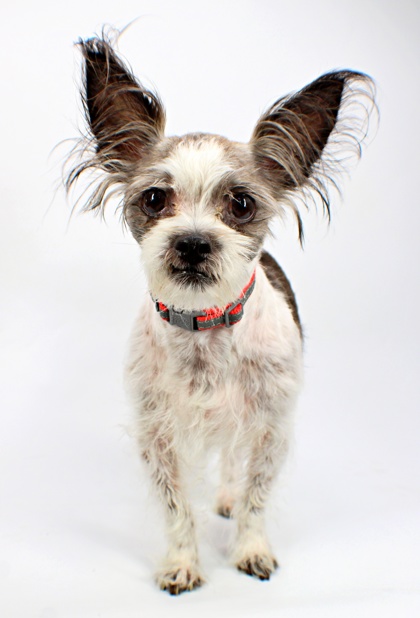 Buttons at Wright-Way Rescue