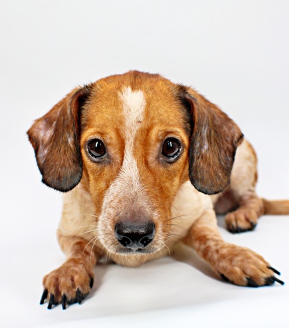 Rusty at Wright-Way Rescue