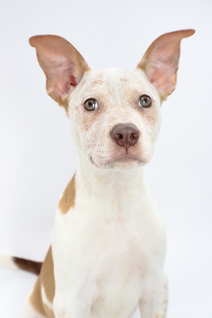 Clyde at Wright-Way Rescue