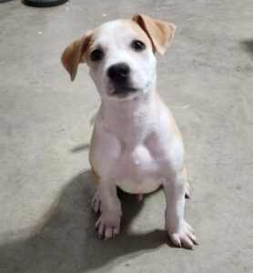 Theodore at Wright-Way Rescue
