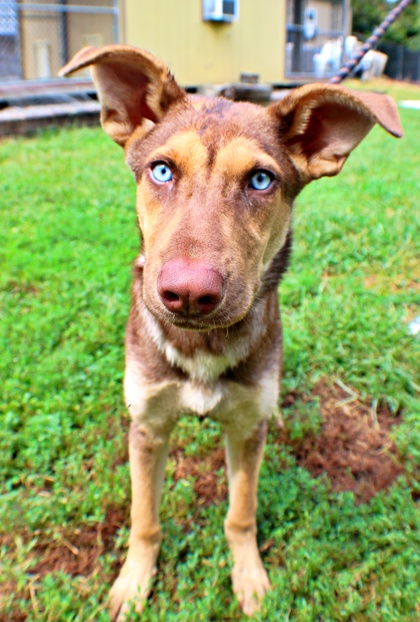 Indigo at Wright-Way Rescue