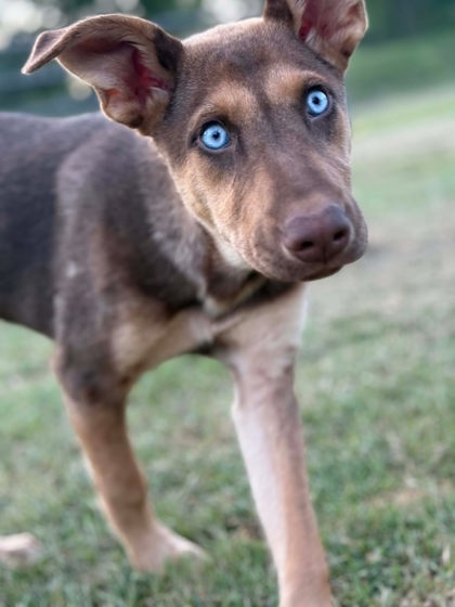 Indigo at Wright-Way Rescue