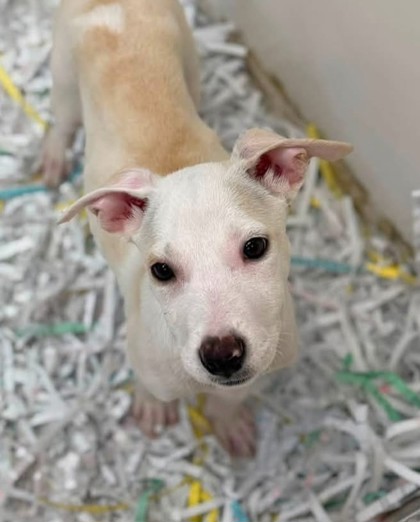 Dancer at Wright-Way Rescue