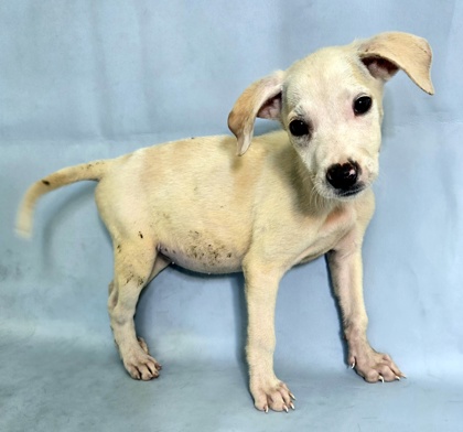 Dancer at Wright-Way Rescue