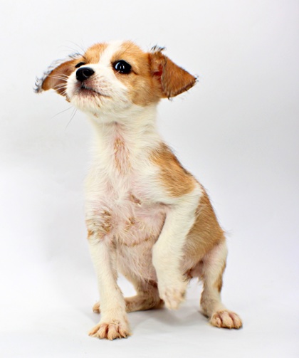 Nugget at Wright-Way Rescue