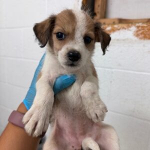 Nugget at Wright-Way Rescue