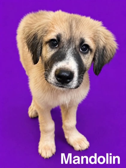 Mandolin at Wright-Way Rescue