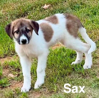 Sax at Wright-Way Rescue