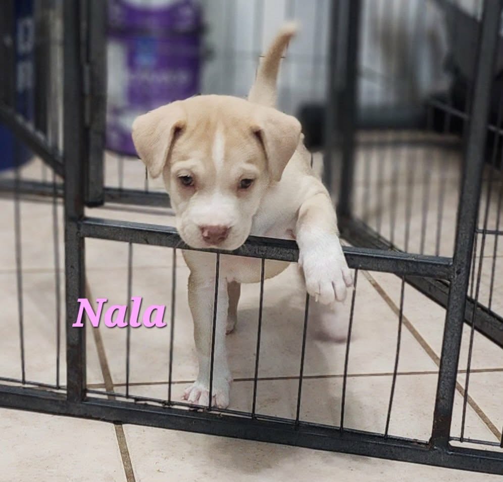 Nala at Wright-Way Rescue