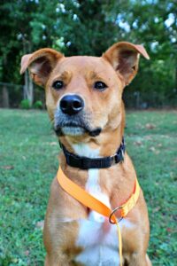 Nellie at Wright-Way Rescue