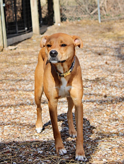 Nellie at Wright-Way Rescue