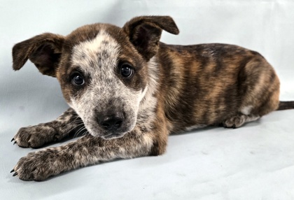 Arthur at Wright-Way Rescue