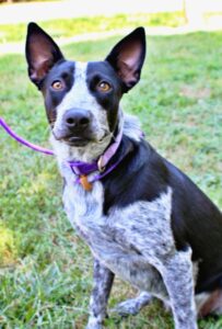 Azul at Wright-Way Rescue