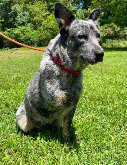 Relish at Wright-Way Rescue