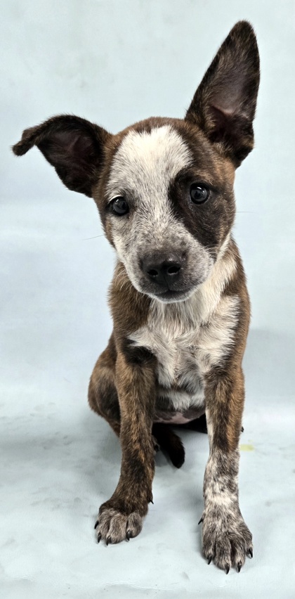 Sadie at Wright-Way Rescue