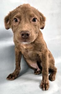 Chester at Wright-Way Rescue