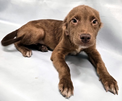 Cooper at Wright-Way Rescue