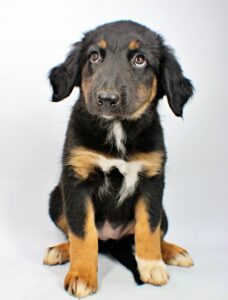 Cupcake at Wright-Way Rescue