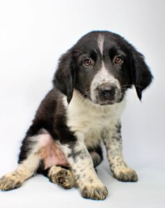 Fred at Wright-Way Rescue