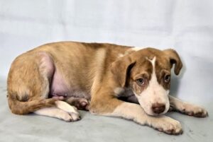 Naveen at Wright-Way Rescue