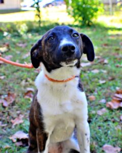 Rosie at Wright-Way Rescue
