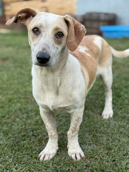 Bingo at Wright-Way Rescue