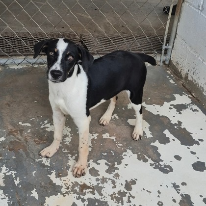Beethoven at Wright-Way Rescue