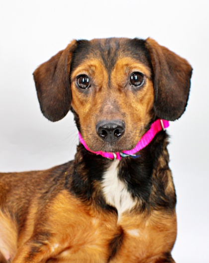 Eleanor at Wright-Way Rescue