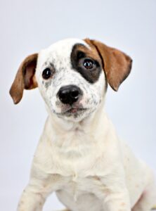 Lucy at Wright-Way Rescue