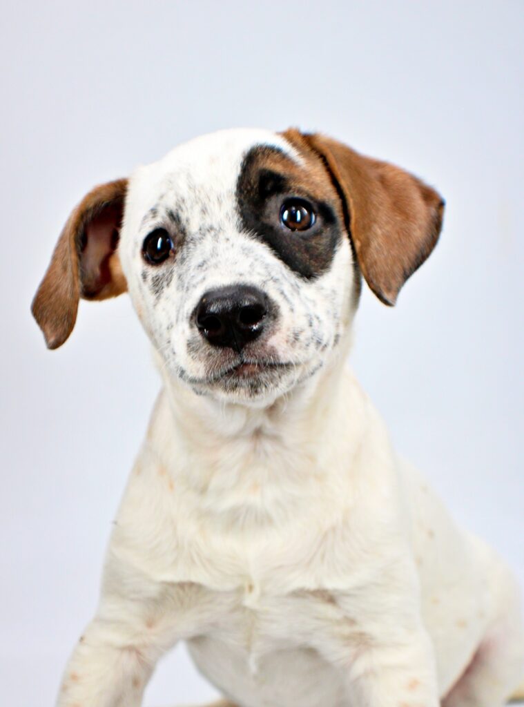 Lucy at Wright-Way Rescue