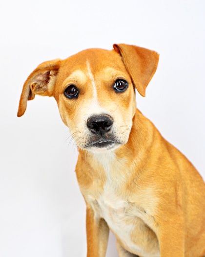 Phoebe at Wright-Way Rescue