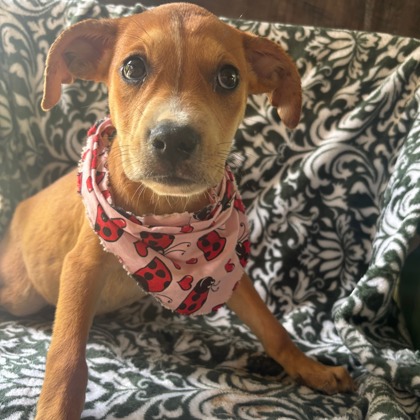 Phoebe at Wright-Way Rescue