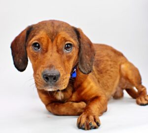 Sawyer at Wright-Way Rescue