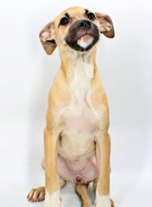 Sharky at Wright-Way Rescue