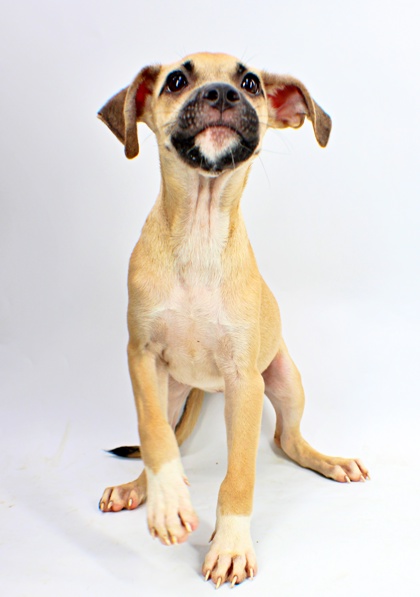 Sharky at Wright-Way Rescue