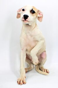 Wayne at Wright-Way Rescue