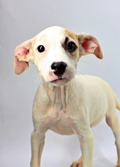 Wayne at Wright-Way Rescue