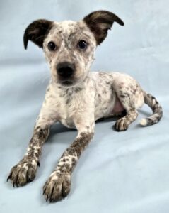 Apache at Wright-Way Rescue