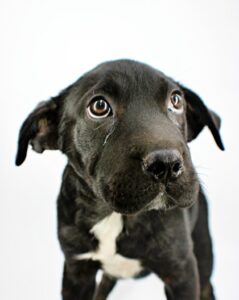 Mashed Tator at Wright-Way Rescue