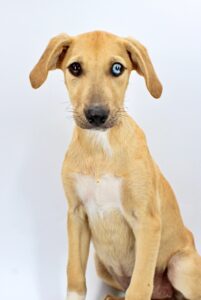 Agnes at Wright-Way Rescue