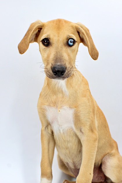 Agnes at Wright-Way Rescue