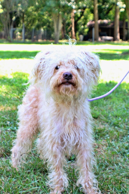 Moe at Wright-Way Rescue
