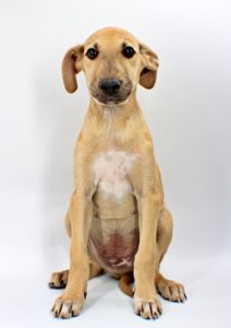 Corbin at Wright-Way Rescue