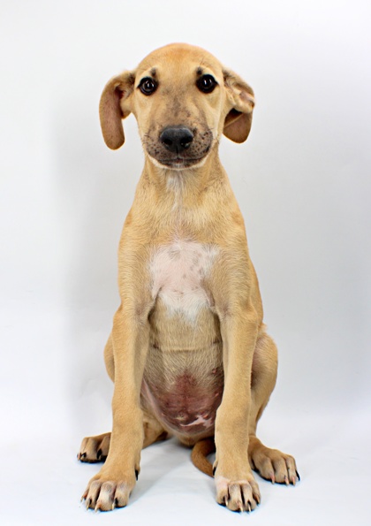 Corbin at Wright-Way Rescue