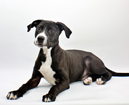 Waggy at Wright-Way Rescue
