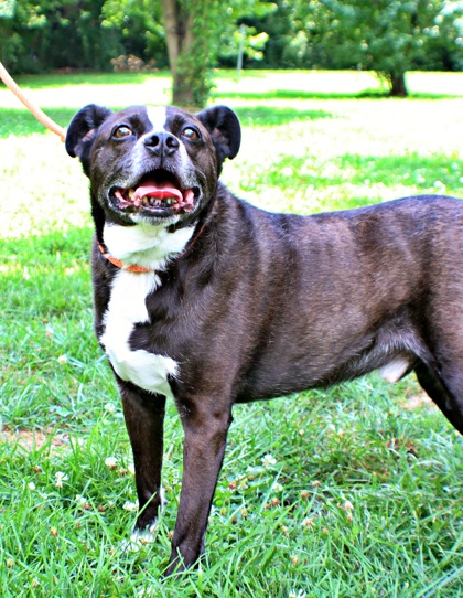 Sonny at Wright-Way Rescue